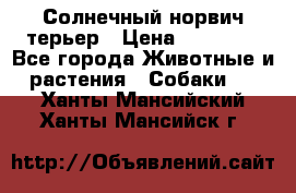 Солнечный норвич терьер › Цена ­ 35 000 - Все города Животные и растения » Собаки   . Ханты-Мансийский,Ханты-Мансийск г.